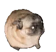 pugdancedeep pugdancedeep