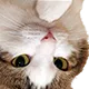 catThinkAus