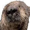 snootzoom
