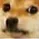dogecringethefuckareyoudoing