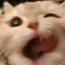 Kitty1 kitty1 Discord Emoji