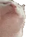catJAM