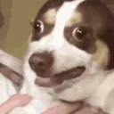 RandomDogScare