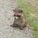 sadcoon Discord Emoji