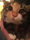CuteCat3