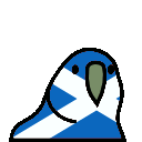 scotlandparrot scotlandparrot