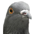 pigeonHead
