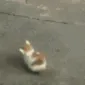 cat_bonk