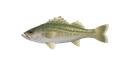 FishSeaBass FishSeaBass
