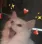 :catluv~1: