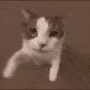 cat_kiss cat_kiss