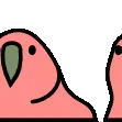 parrot