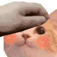 OMGpettheblushy OMGpettheblushy
