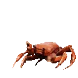 CrabPls CrabPls