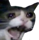 screamcat screamcat