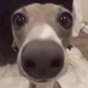 dogstare