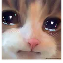 cat_cryy