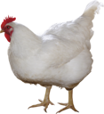 chicken Discord emoji