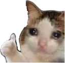 cat_ok