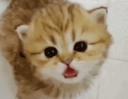 PP_meow Discord emoji
