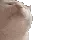catvibe