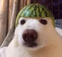 melon_dawg