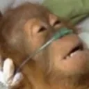 DeadMonkey
