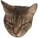 angygield