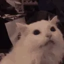 Miaou