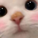 mr_catstare3 Discord emoji