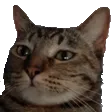 tazedfASHE