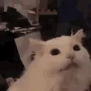 CatCry