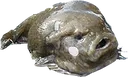 FishMoley
