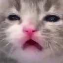 bwuh bwuh