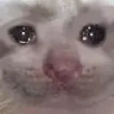 oddsadcat