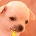 puppysmug