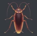 roach