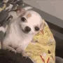 good_boy