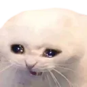 CatSad