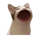 PopCat