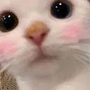 Blushkitty Blushkitty
