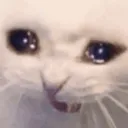 catcri