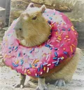 donutcapybara donutcapybara
