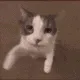cat_kiss