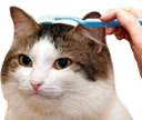 toothbrushpatpat