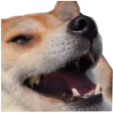 Doglaugh doglaugh Discord Emoji