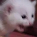 screamcat