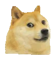 dogespin