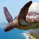 SAPCFlyingTurtle