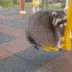 peniswing peniswing